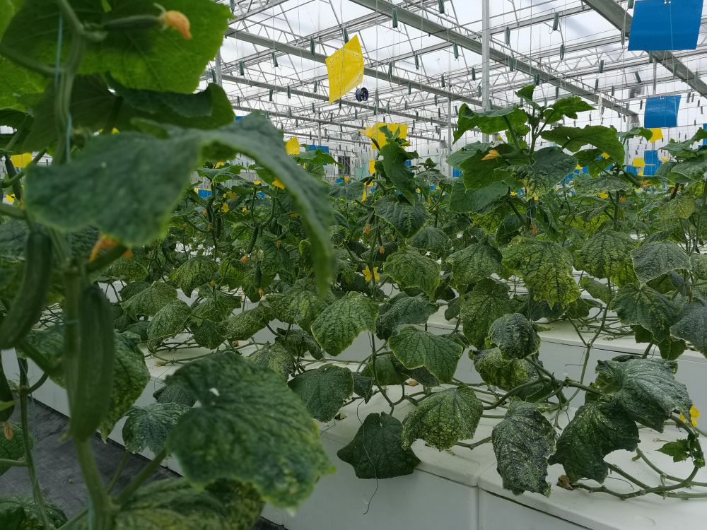 尊龙凯时人生就是博光电植物生长灯事业部的产品用于植物农场蔬菜种植