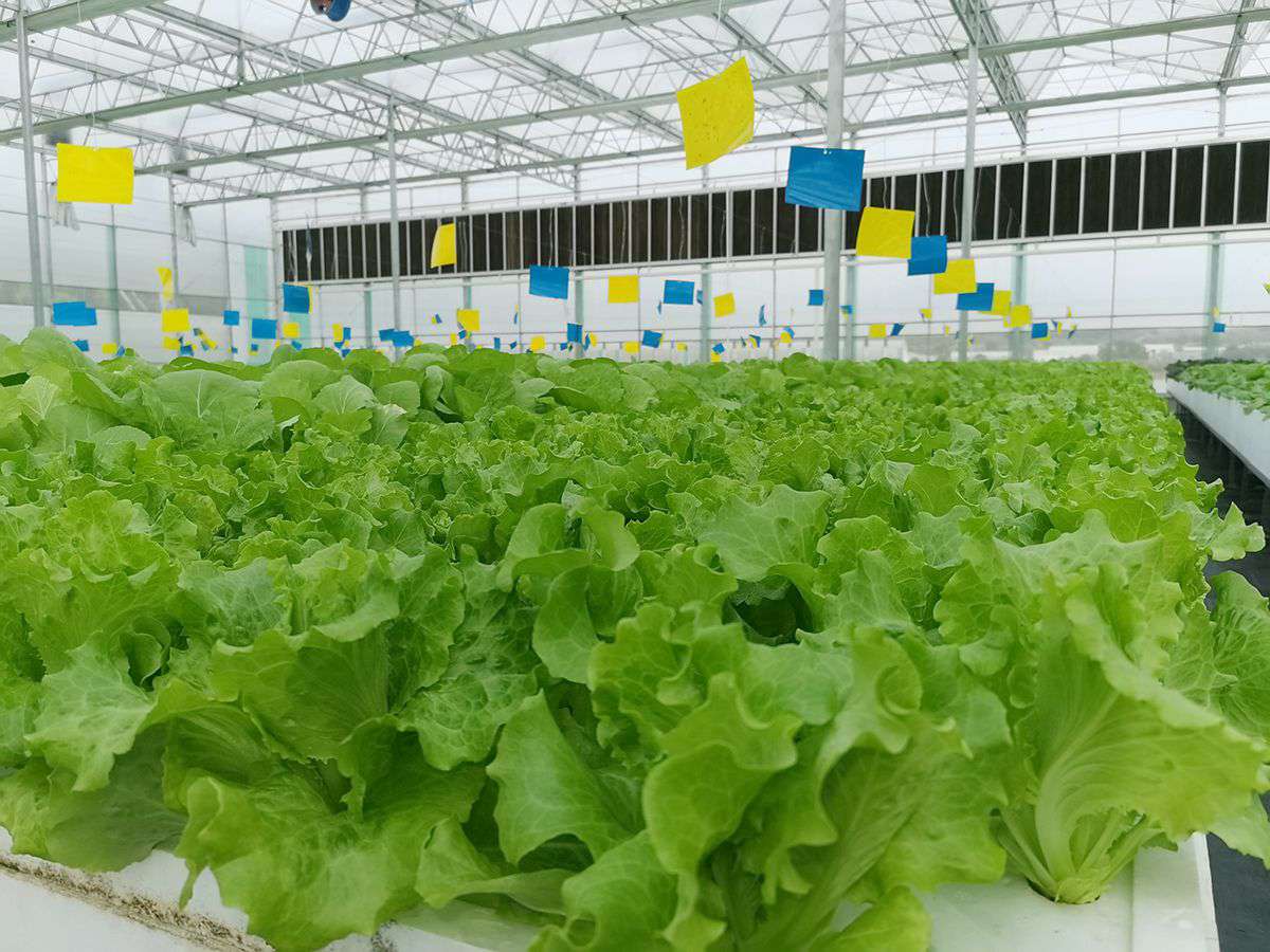 2019��Ӫҵ������ֲ��ũ��